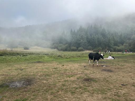 عکس پارک جنگلی صیقل محله جواهرده