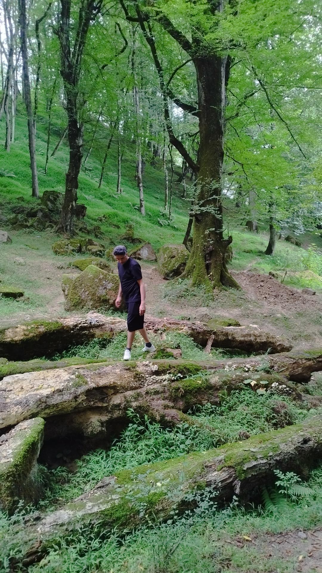 عکس پارک جنگلی صیقل محله جواهرده