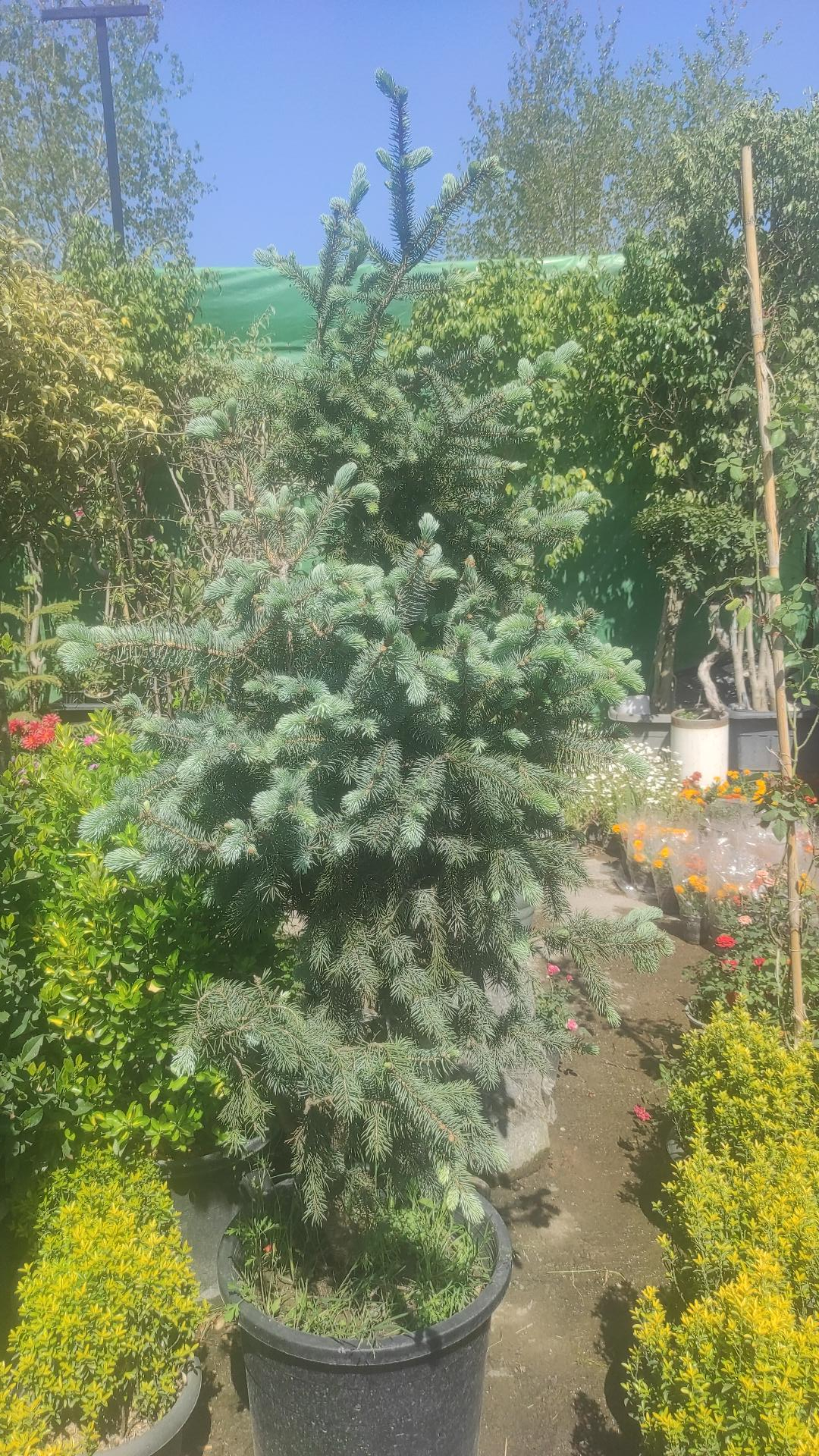 عکس بازار گل مازندران
