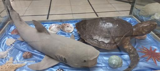 عکس موزه آستان مقدس حضرت معصومه