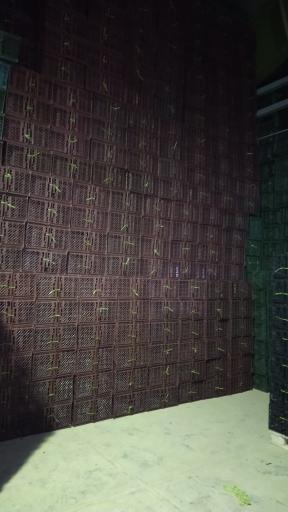 عکس سبد فروشی شیرکو احمدی