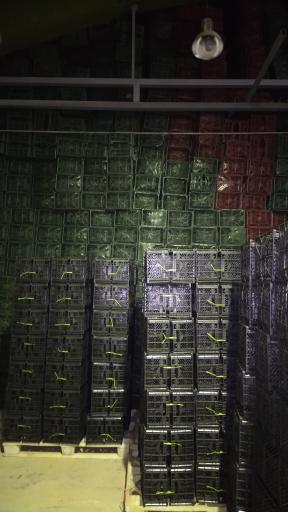 عکس سبد فروشی شیرکو احمدی