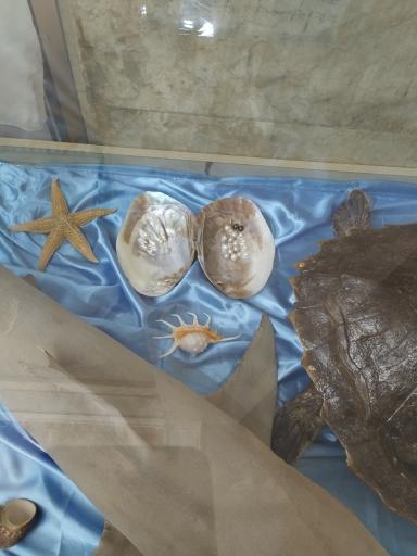 عکس موزه آستان مقدس حضرت معصومه