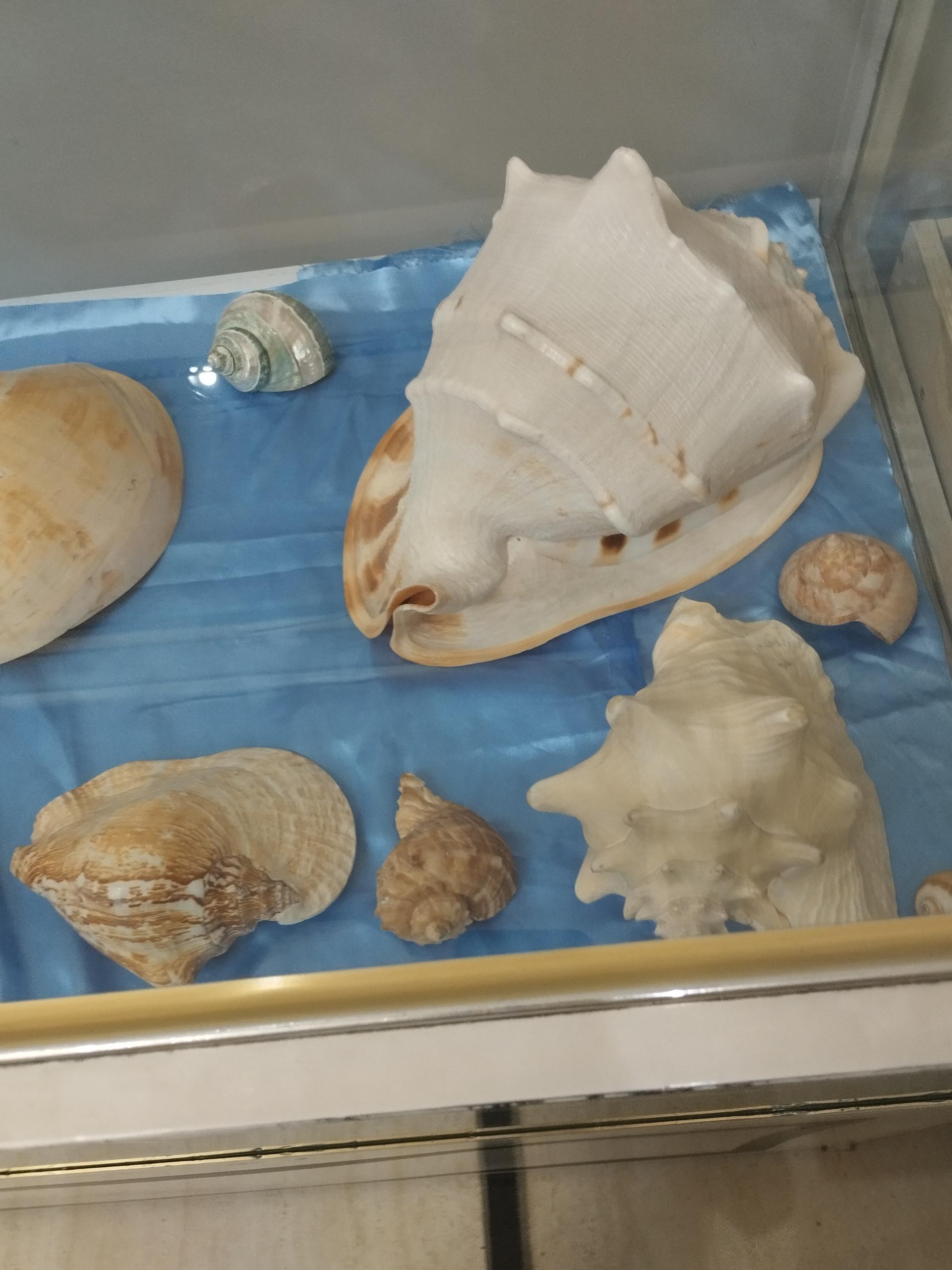 عکس موزه آستان مقدس حضرت معصومه