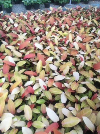 پرورش گل وگیاه کدخدا