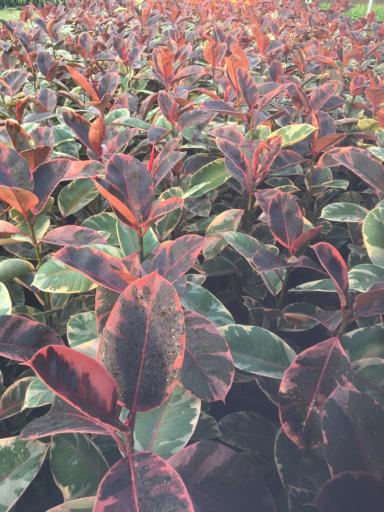 عکس پرورش گل وگیاه کدخدا