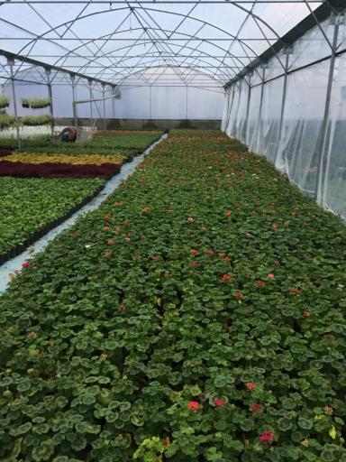 پرورش گل وگیاه کدخدا