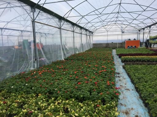 پرورش گل وگیاه کدخدا