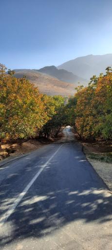 عکس کمالوند