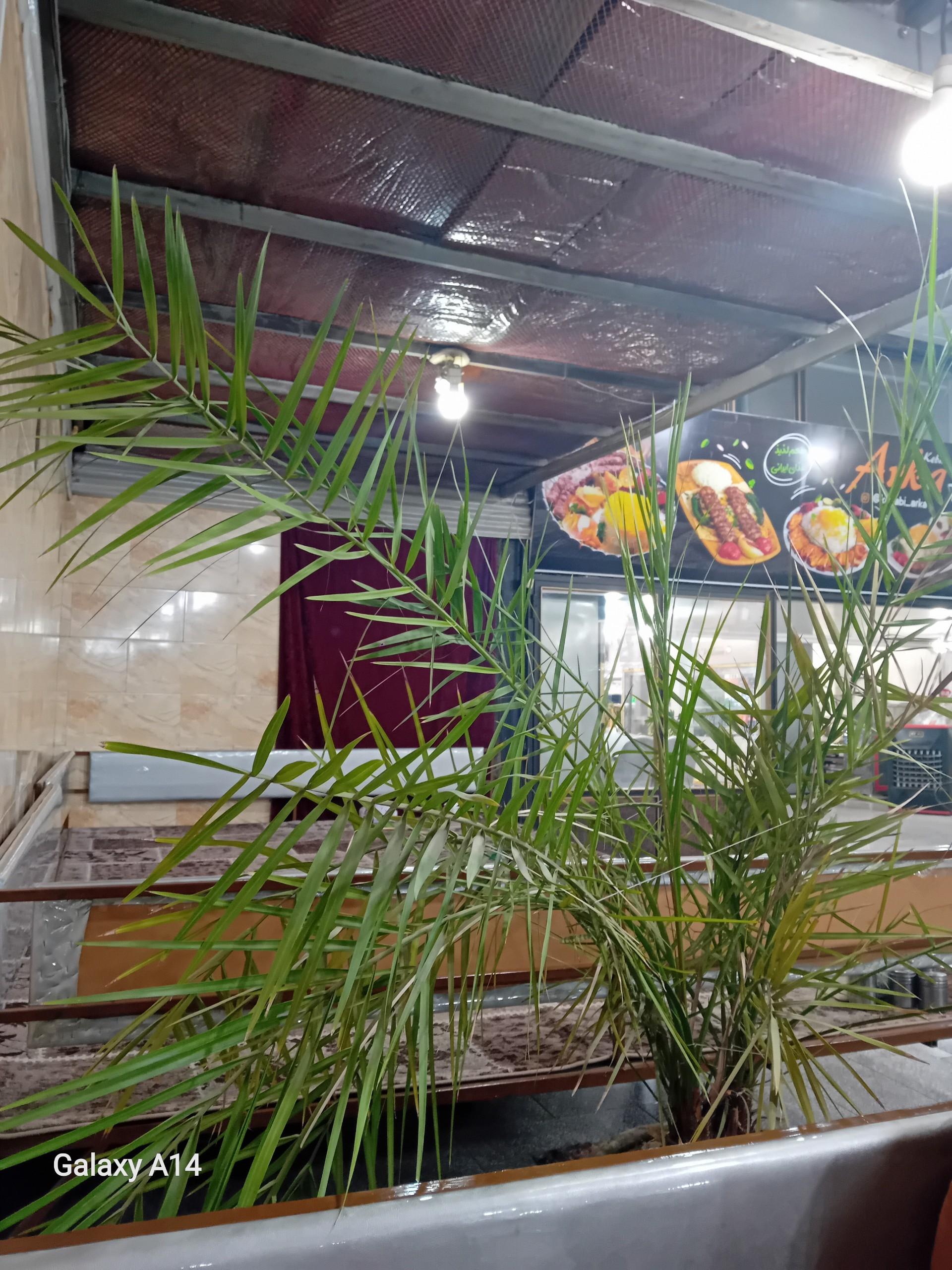 عکس کبابی آرکا