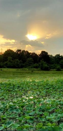 عکس دهکده فناوری فشتام