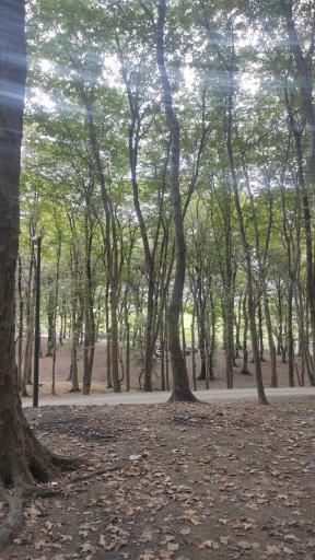 عکس پارک جنگلی هلومسر