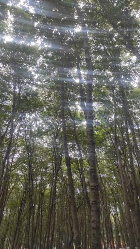 عکس پارک جنگلی هلومسر