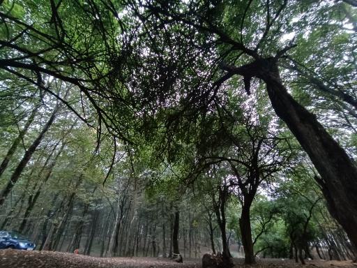 عکس پارک جنگلی هلومسر