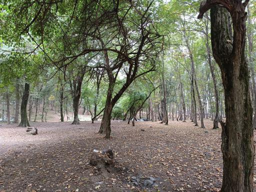 عکس پارک جنگلی هلومسر