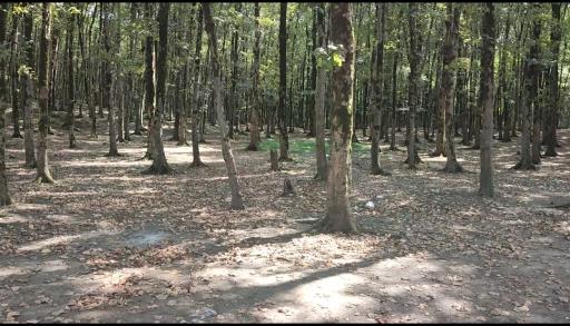 عکس پارک جنگلی هلومسر