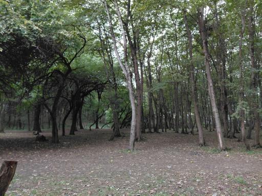 عکس پارک جنگلی هلومسر