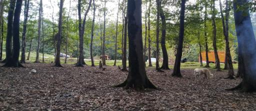 عکس پارک جنگلی هلومسر