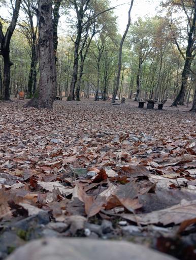 عکس پارک جنگلی هلومسر