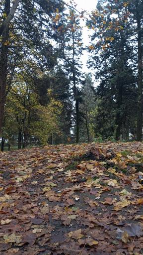 عکس پارک جنگلی هلومسر