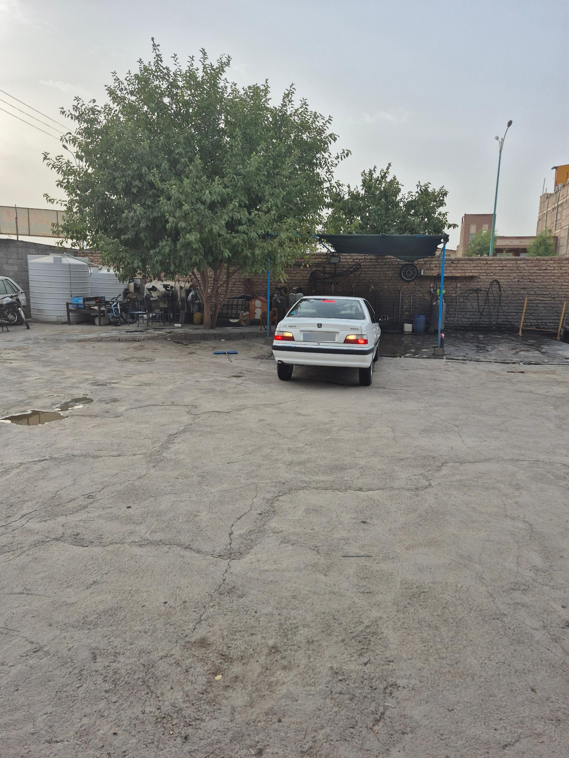 عکس کارواش دودلفین