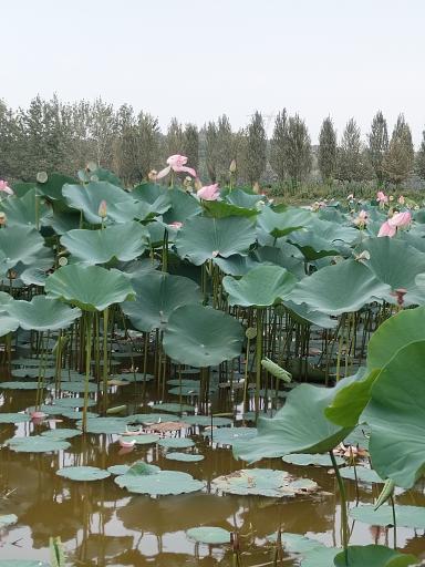 عکس مجموعه تفریحی تالاب نیلوفر آبی