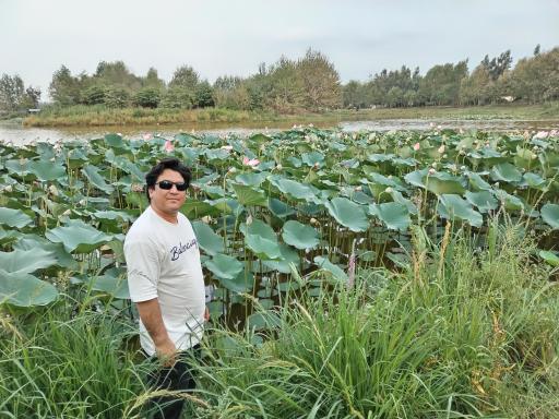 عکس مجموعه تفریحی تالاب نیلوفر آبی