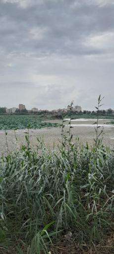 عکس مجموعه تفریحی تالاب نیلوفر آبی