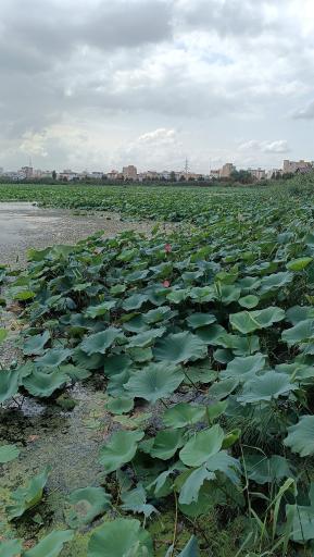 عکس مجموعه تفریحی تالاب نیلوفر آبی