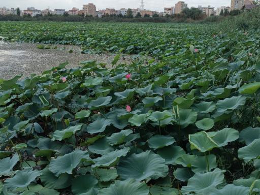 عکس مجموعه تفریحی تالاب نیلوفر آبی