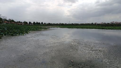 عکس مجموعه تفریحی تالاب نیلوفر آبی