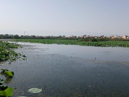 عکس مجموعه تفریحی تالاب نیلوفر آبی