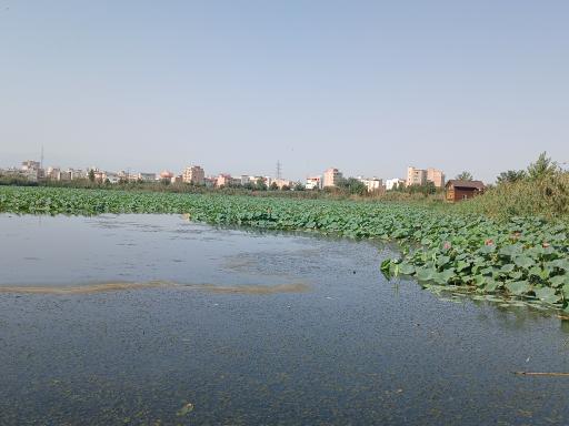 عکس مجموعه تفریحی تالاب نیلوفر آبی