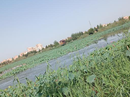 عکس مجموعه تفریحی تالاب نیلوفر آبی