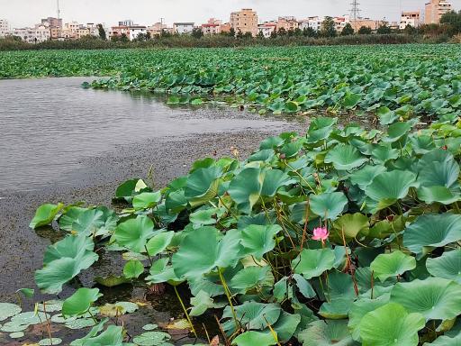 عکس مجموعه تفریحی تالاب نیلوفر آبی
