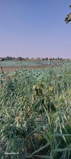 عکس مجموعه تفریحی تالاب نیلوفر آبی