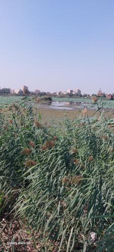 عکس مجموعه تفریحی تالاب نیلوفر آبی