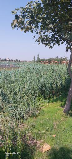 عکس مجموعه تفریحی تالاب نیلوفر آبی