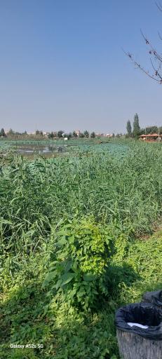 عکس مجموعه تفریحی تالاب نیلوفر آبی