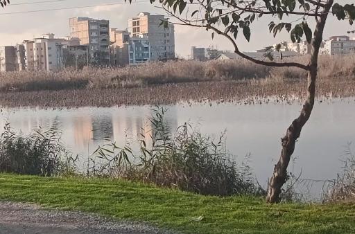 عکس مجموعه تفریحی تالاب نیلوفر آبی