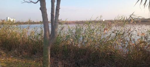 مجموعه تفریحی تالاب نیلوفر آبی