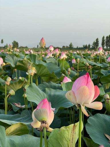 عکس مجموعه تفریحی تالاب نیلوفر آبی