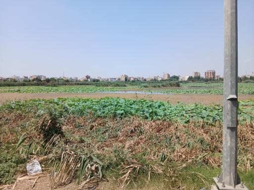 عکس مجموعه تفریحی تالاب نیلوفر آبی