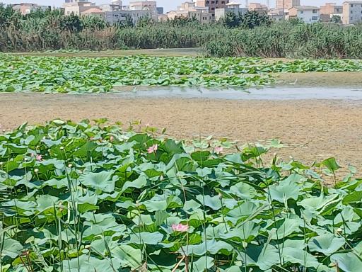 عکس مجموعه تفریحی تالاب نیلوفر آبی