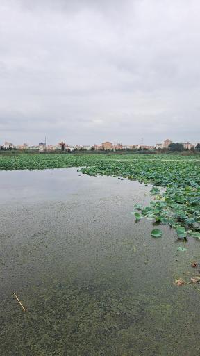عکس مجموعه تفریحی تالاب نیلوفر آبی