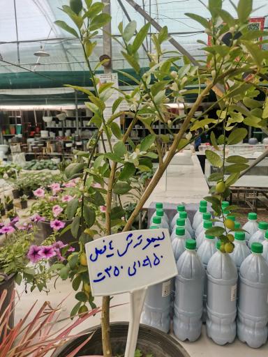 عکس گل و گیاه کوثر 