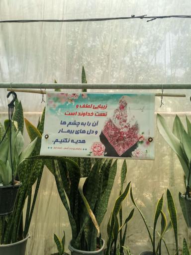 عکس گل و گیاه کوثر 