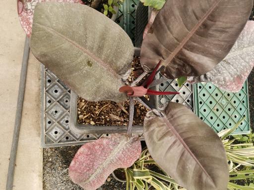 عکس گل و گیاه کوثر 