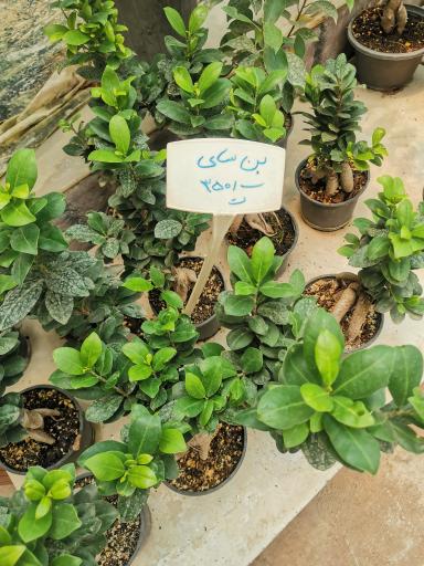 عکس گل و گیاه کوثر 