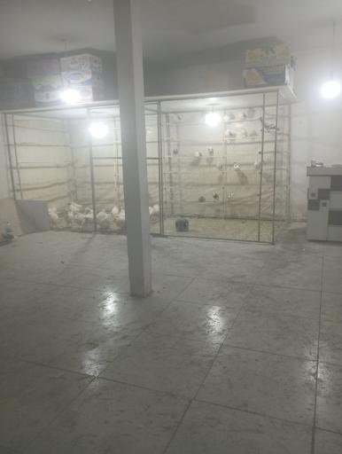 عکس پرنده فروشی کاکلی